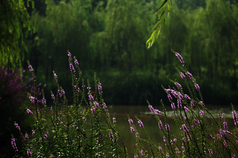 _MG_4695.JPG