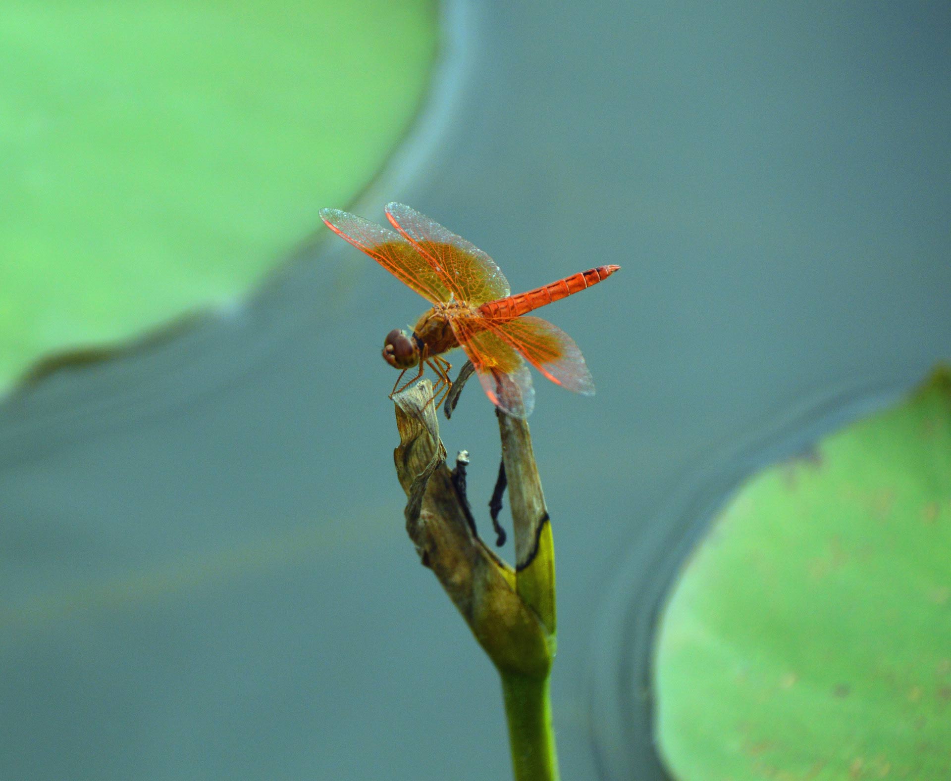 DSC_0287_副本.jpg