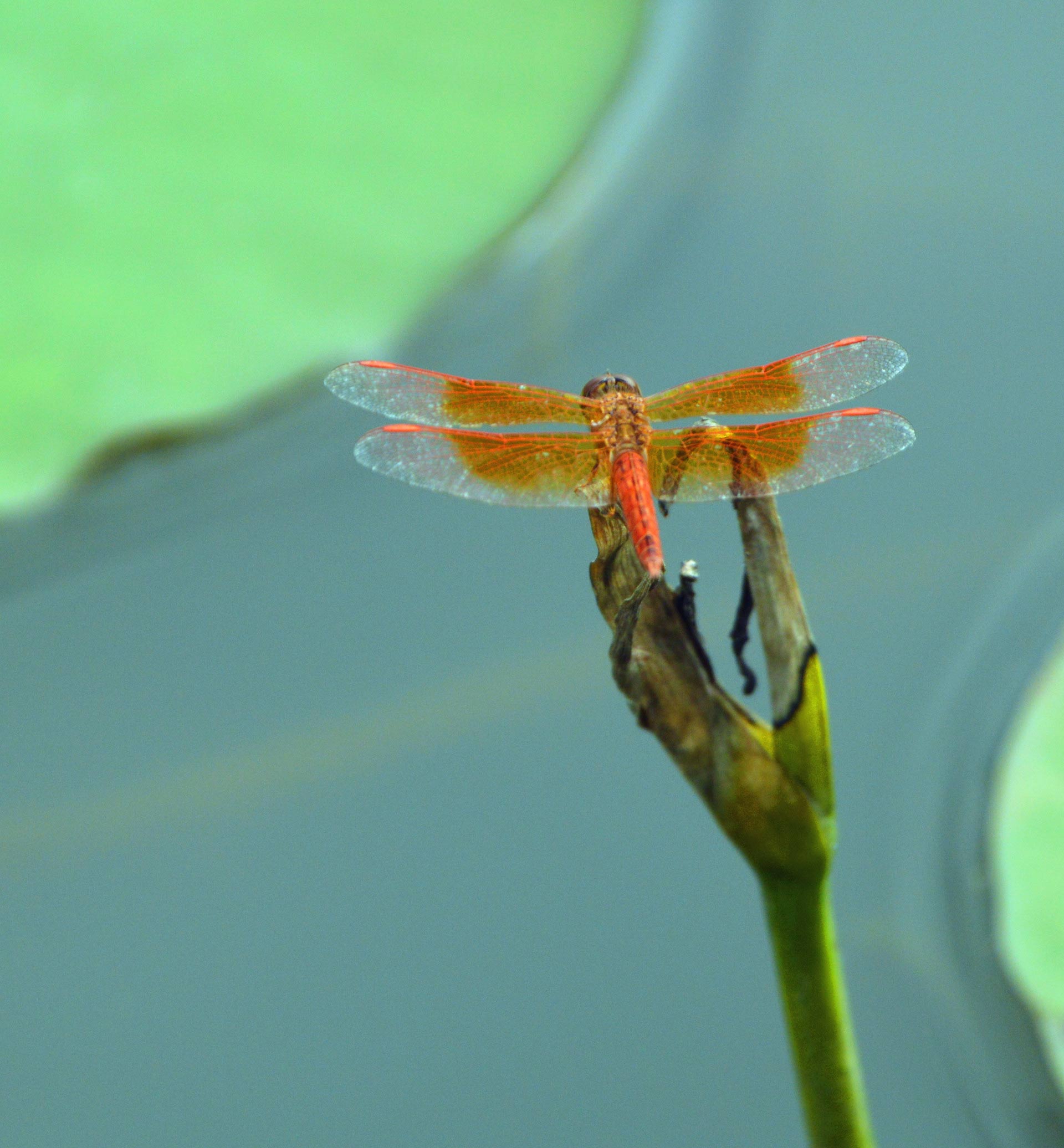 DSC_0283_副本.jpg