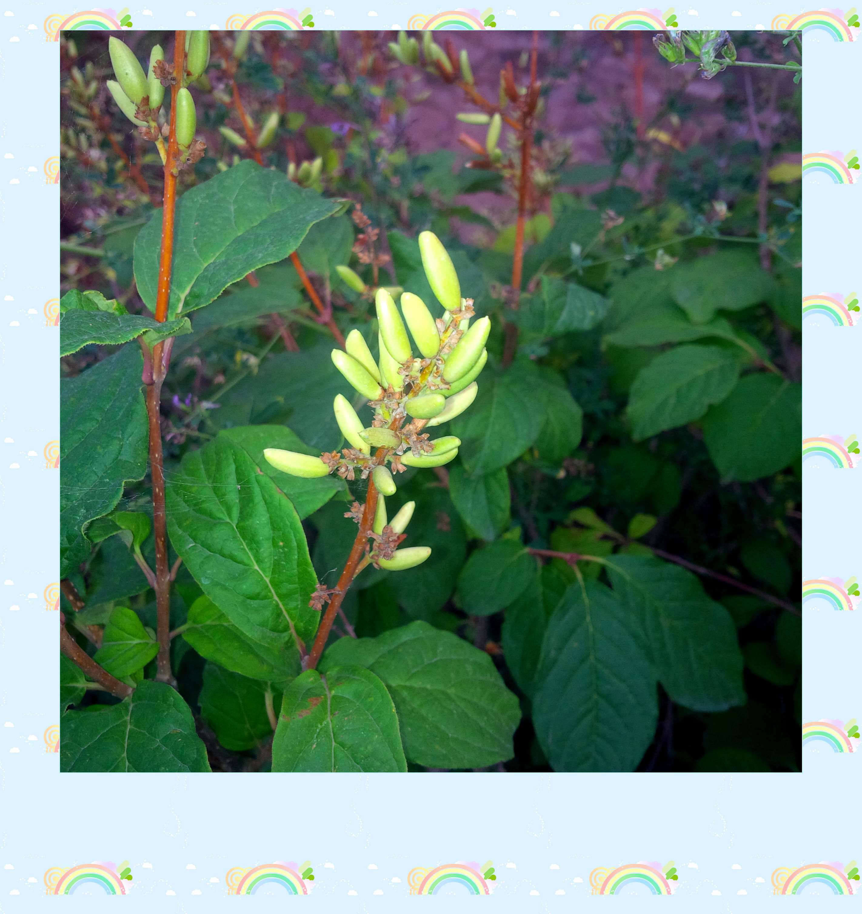 IMG_20150818_182805_conew1.jpg