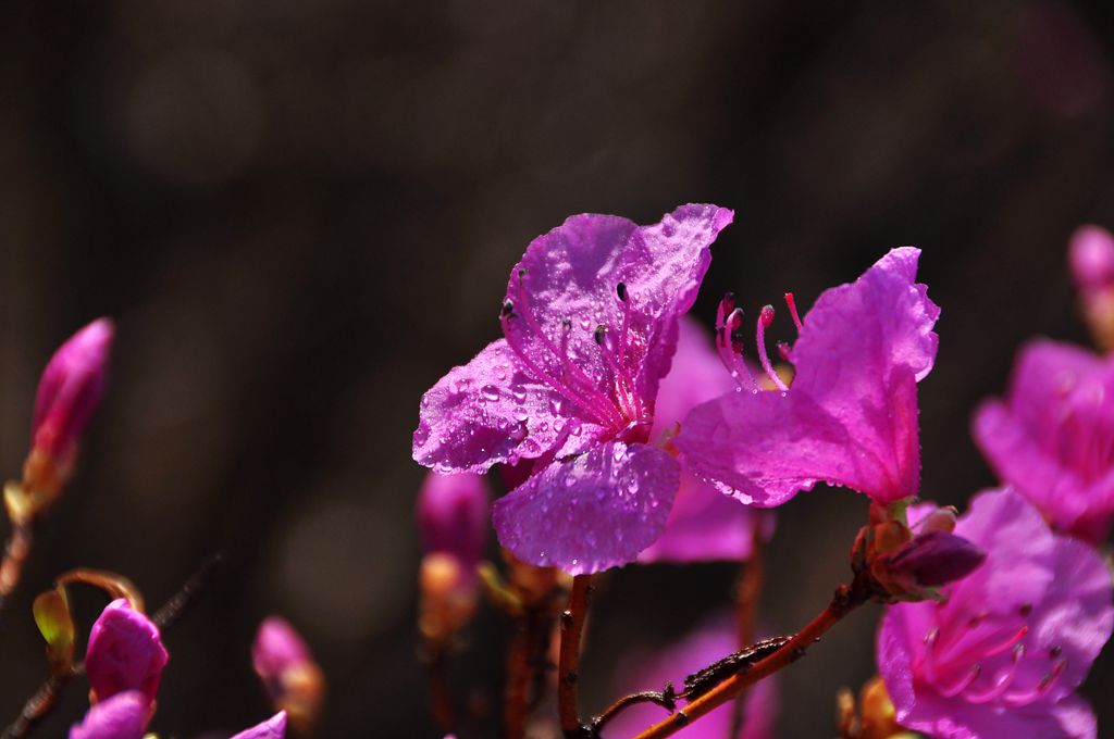 DSC_0701_副本.jpg