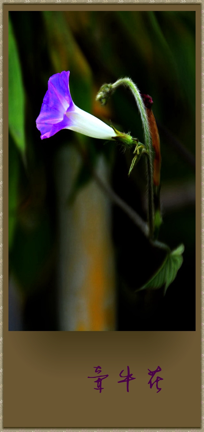 DSC_7740.jpg
