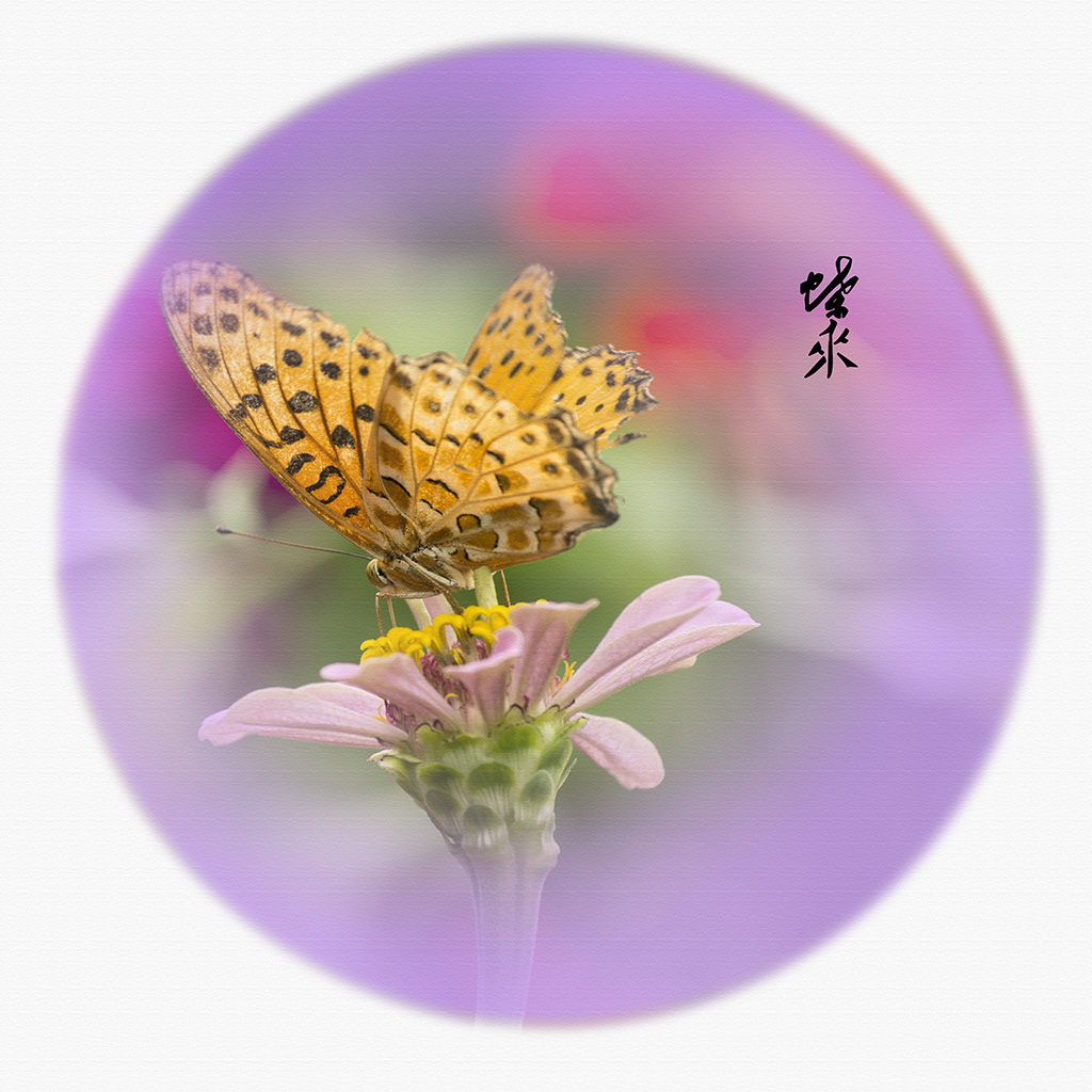 IMGP4917.jpg