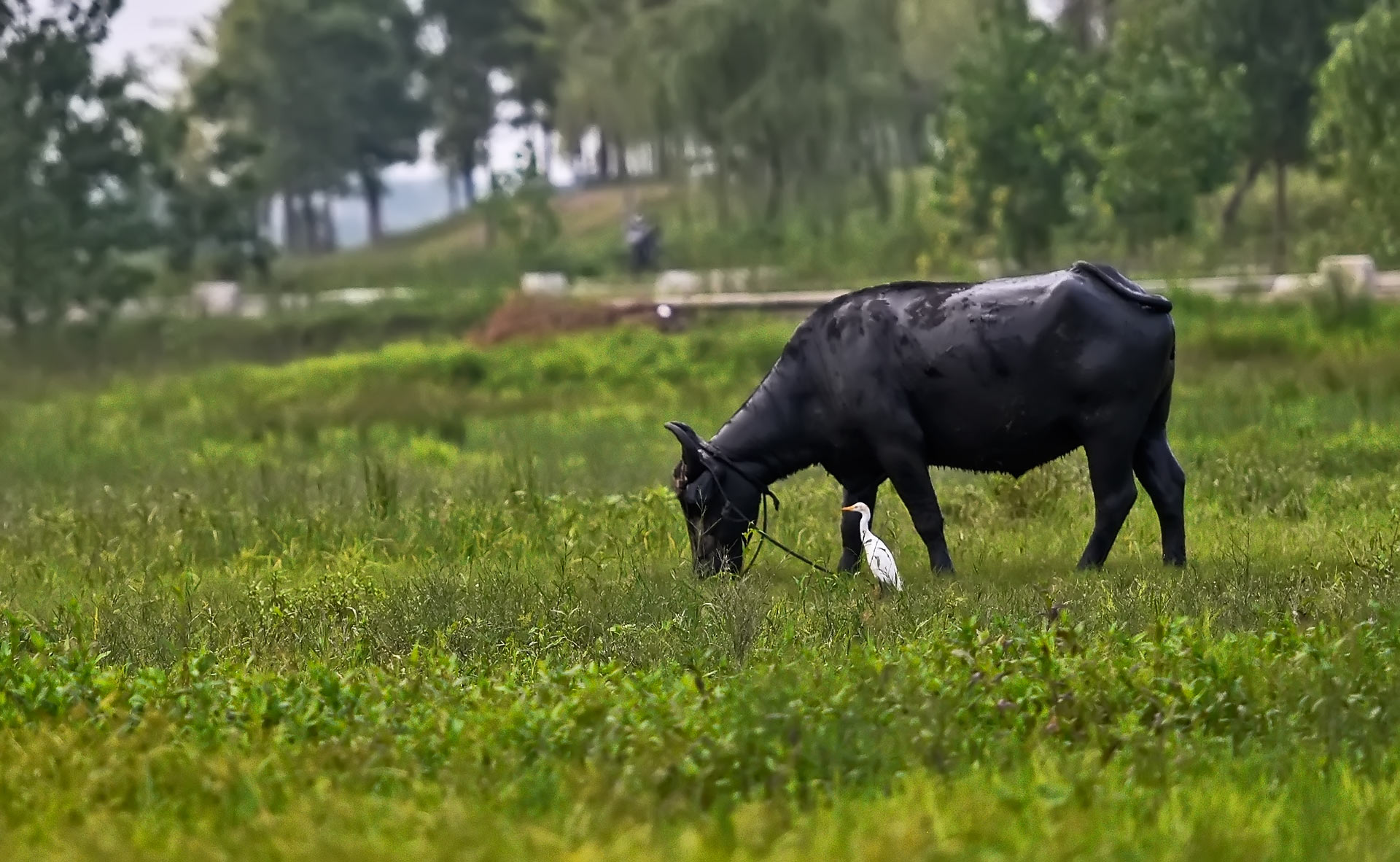 DSC_1871.jpg