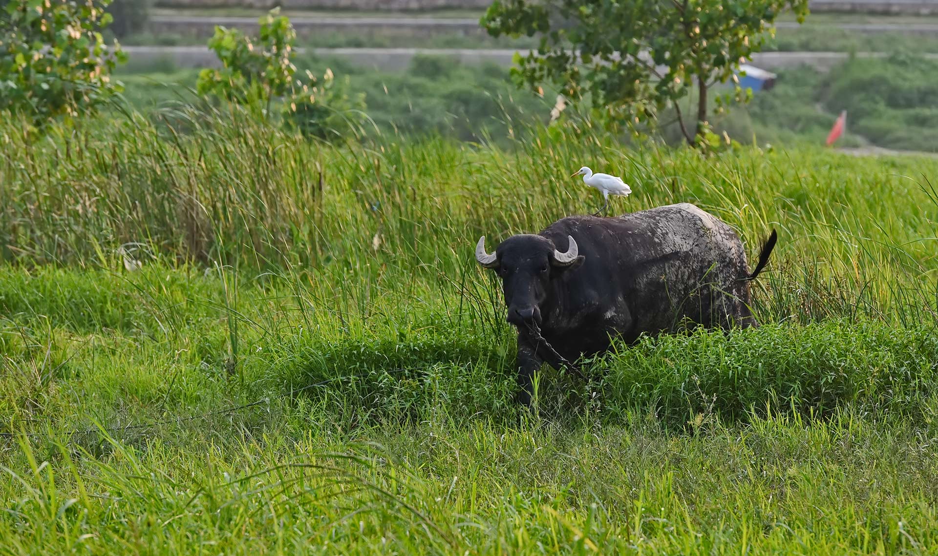 DSC_2050.jpg