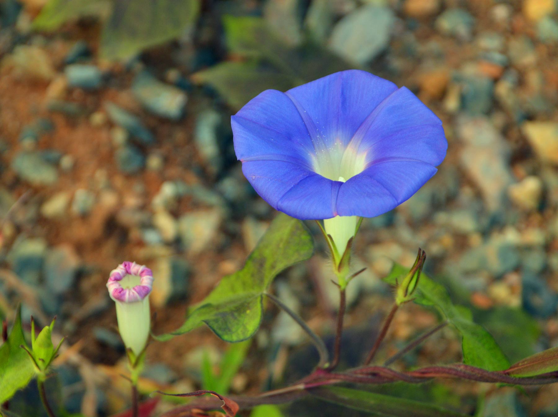 DSC_0526_副本.jpg