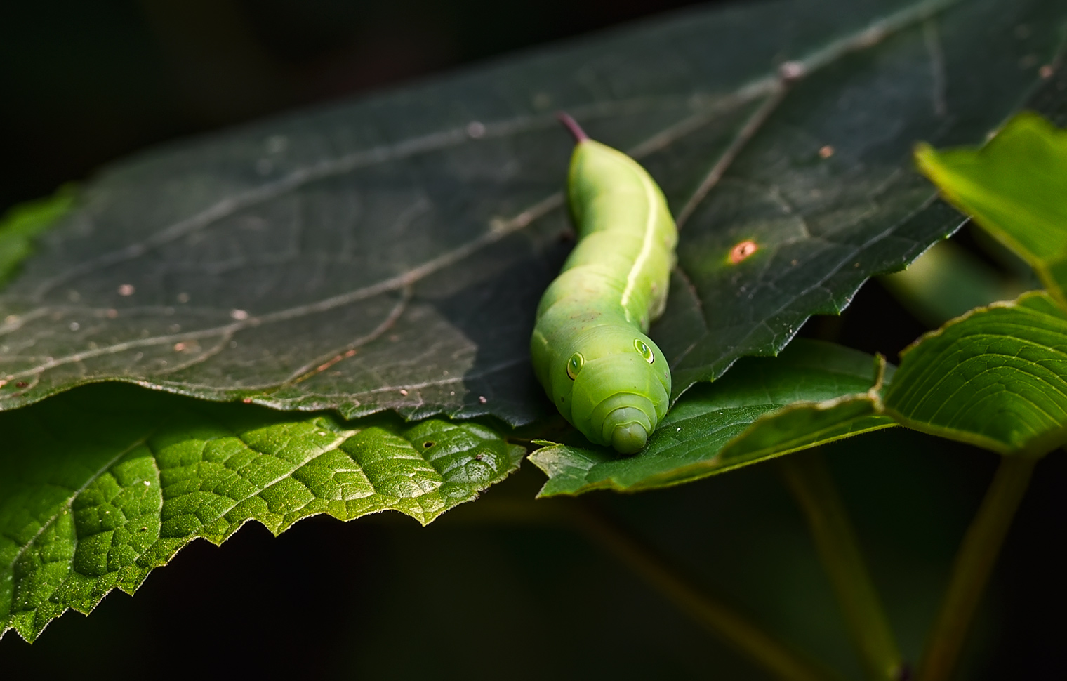 DSC_9745.jpg