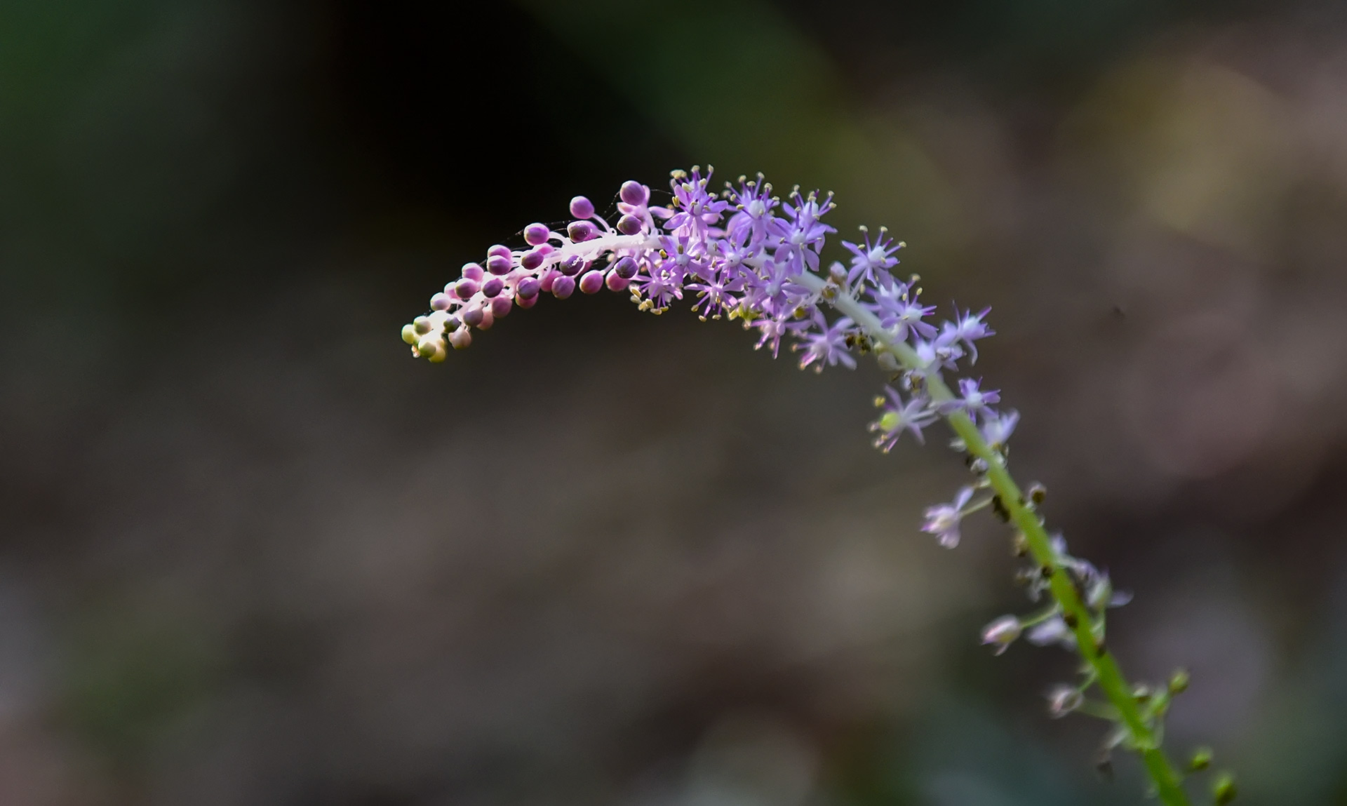 DSC_2178.jpg