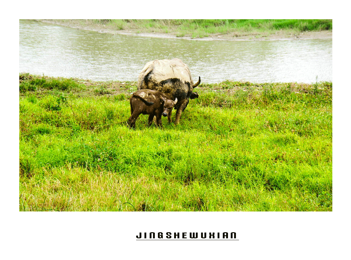 DSC_7978.gif