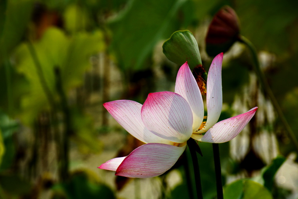 DSC_7904.JPG