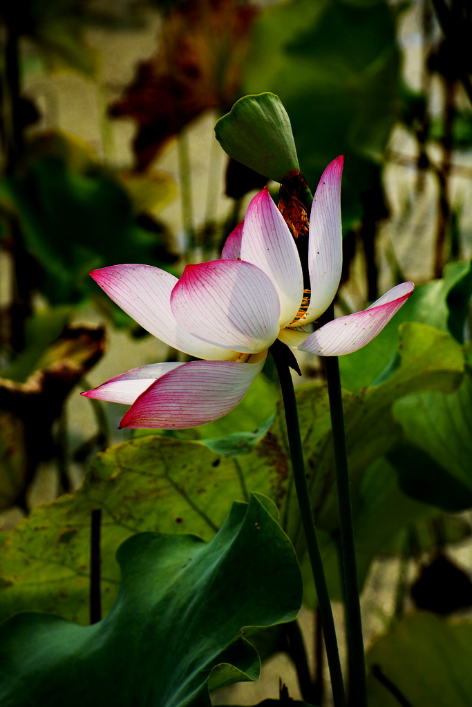 DSC_7905.JPG