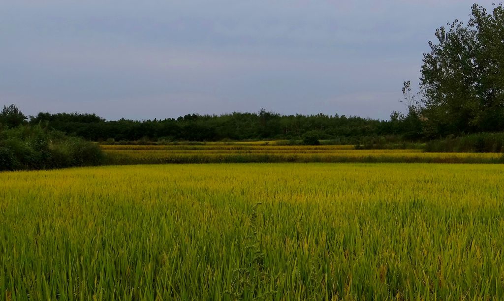 DSC08747.JPG