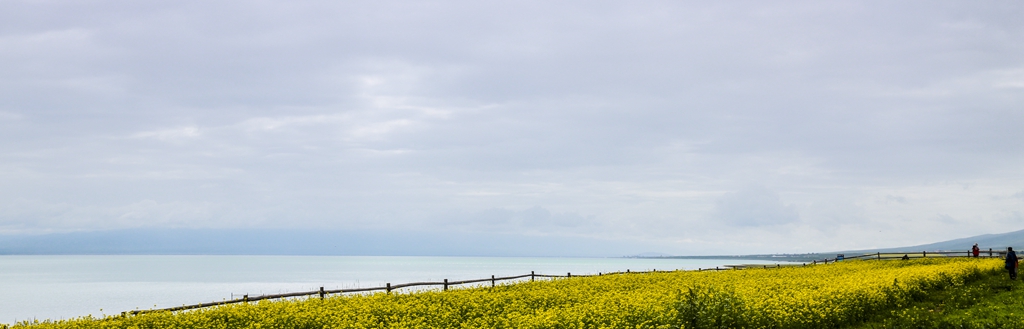 青海湖畔风光