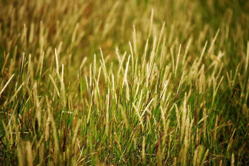 _MG_7378.JPG