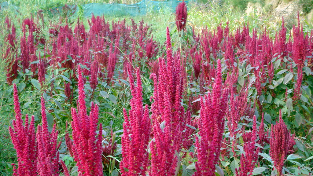 DSC02477.JPG