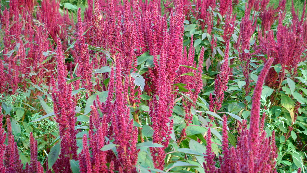 DSC02483.JPG