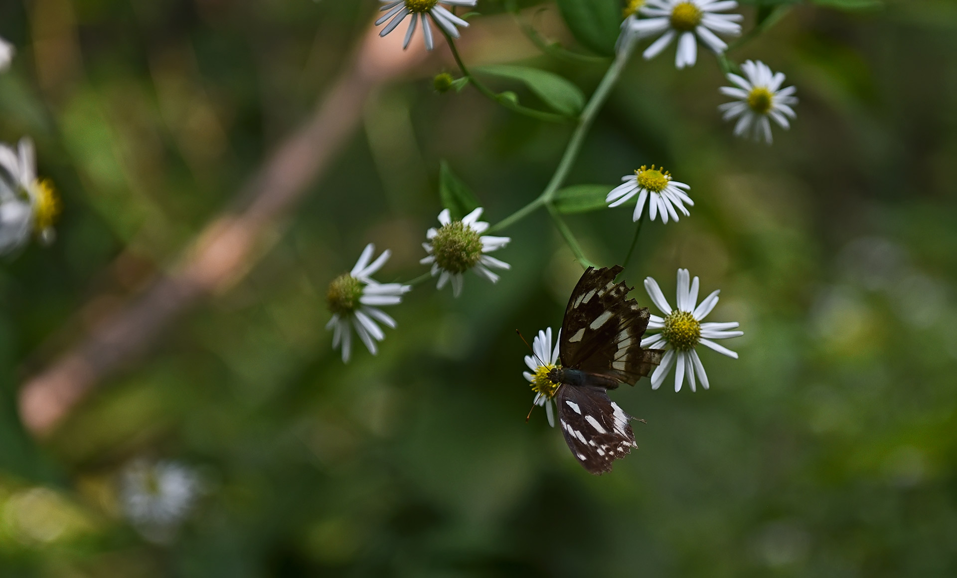 DSC_4540.jpg
