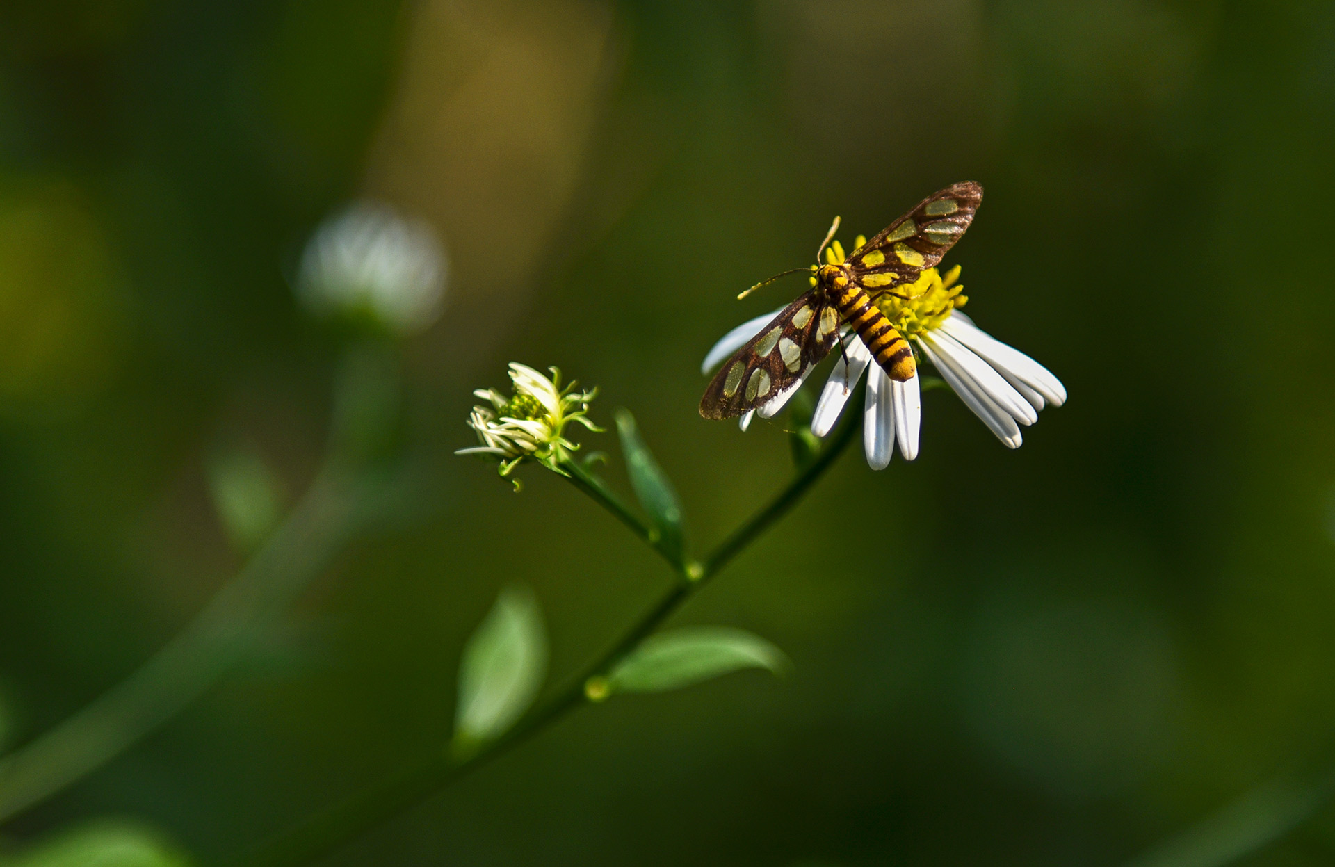 DSC_4678.jpg