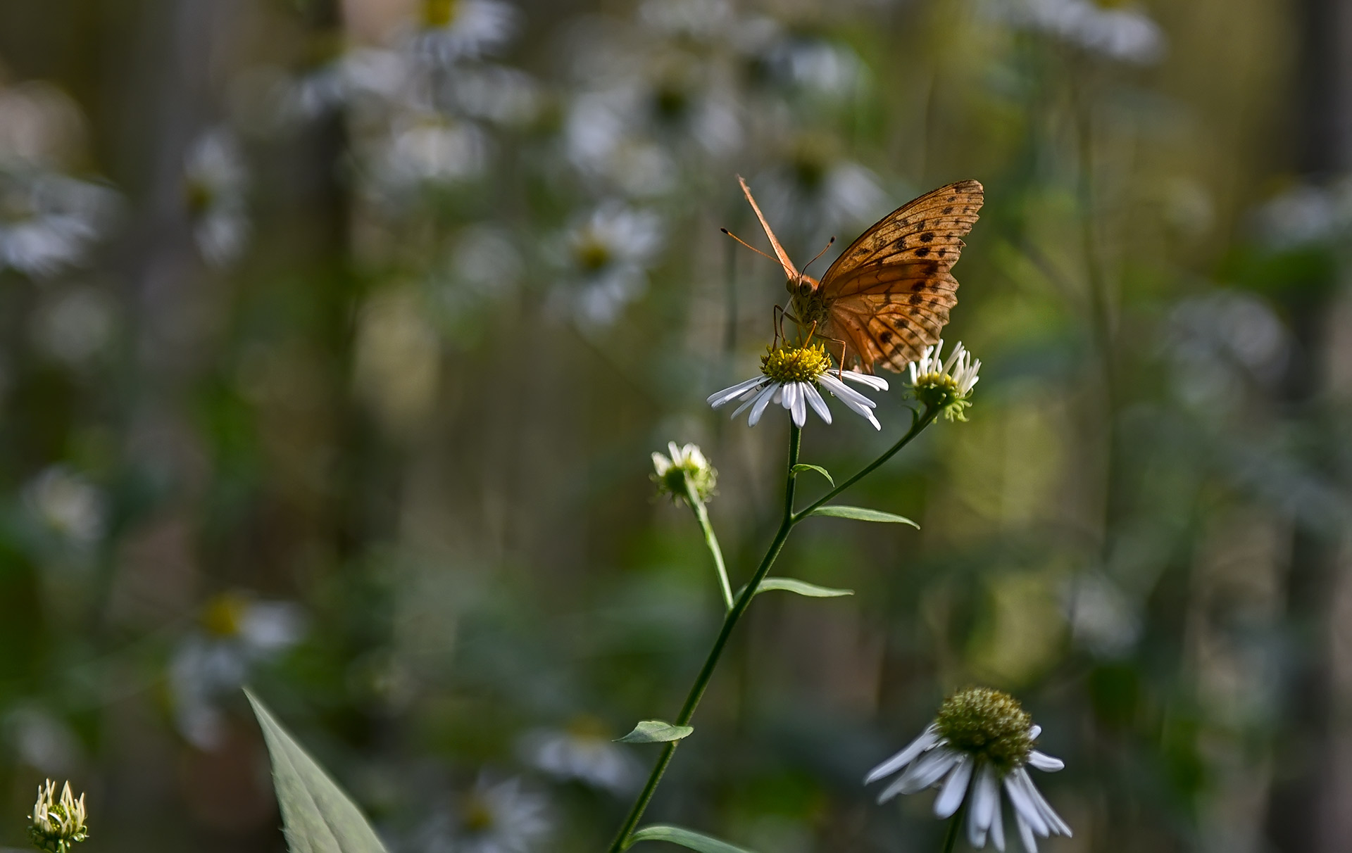 DSC_4701.jpg