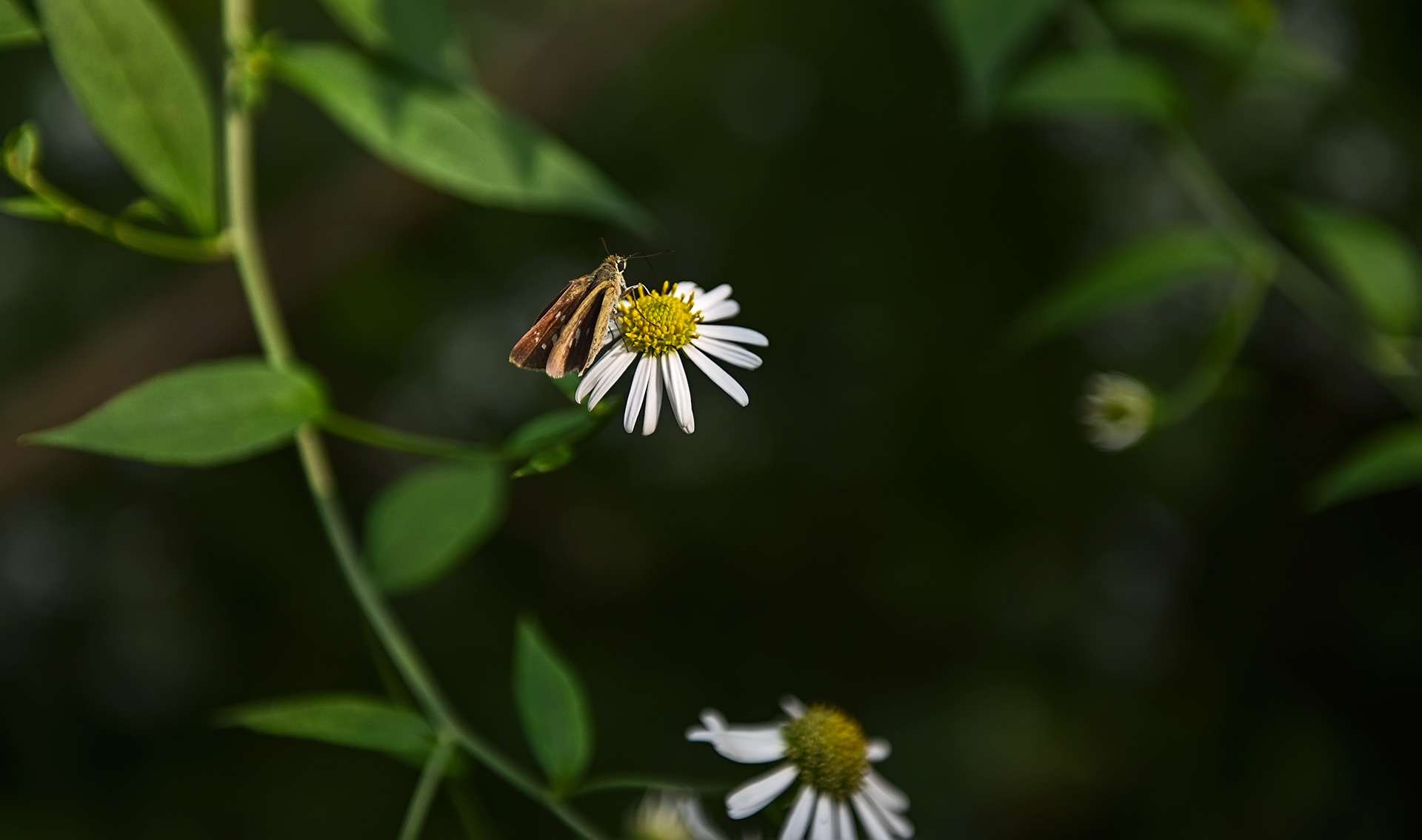 DSC_4733.jpg