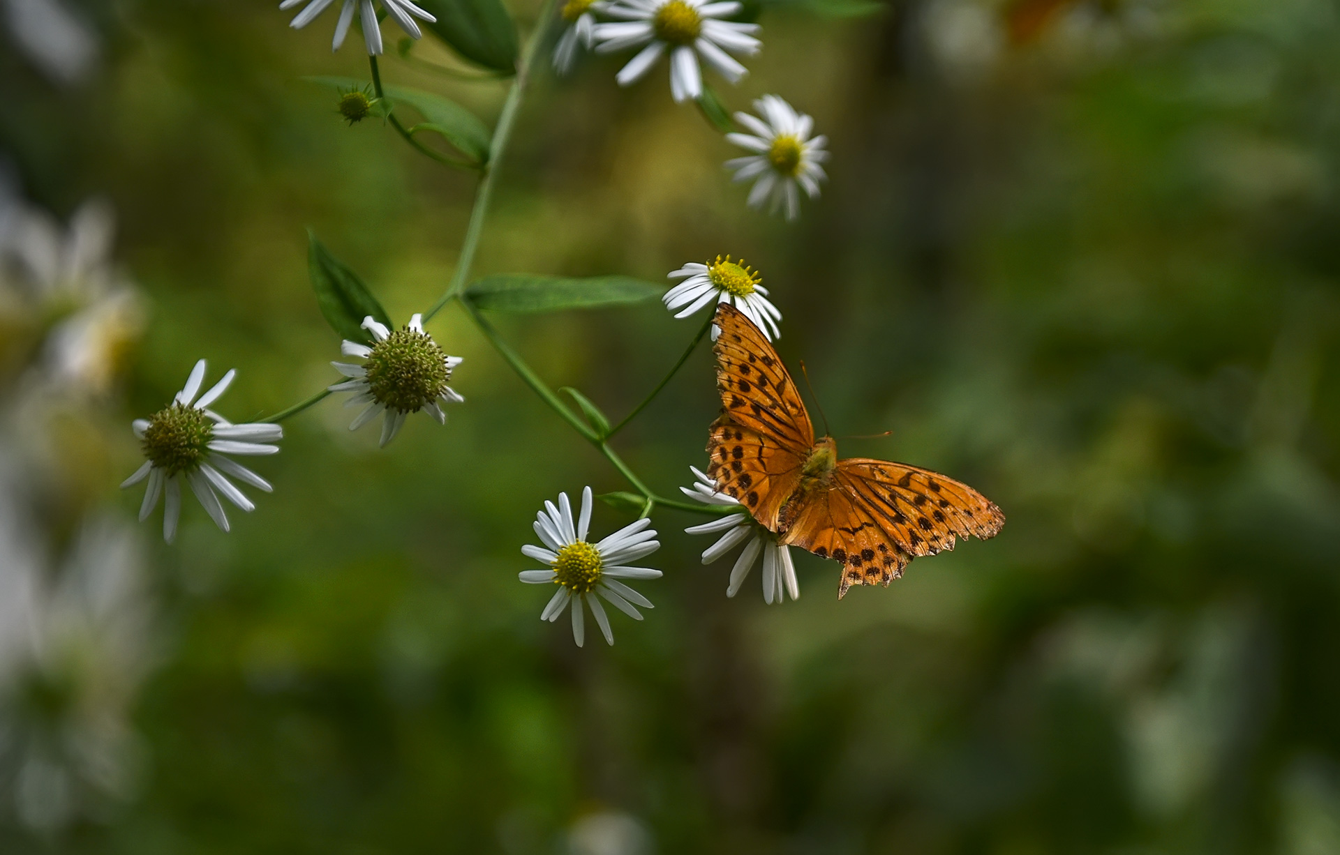 DSC_4788.jpg