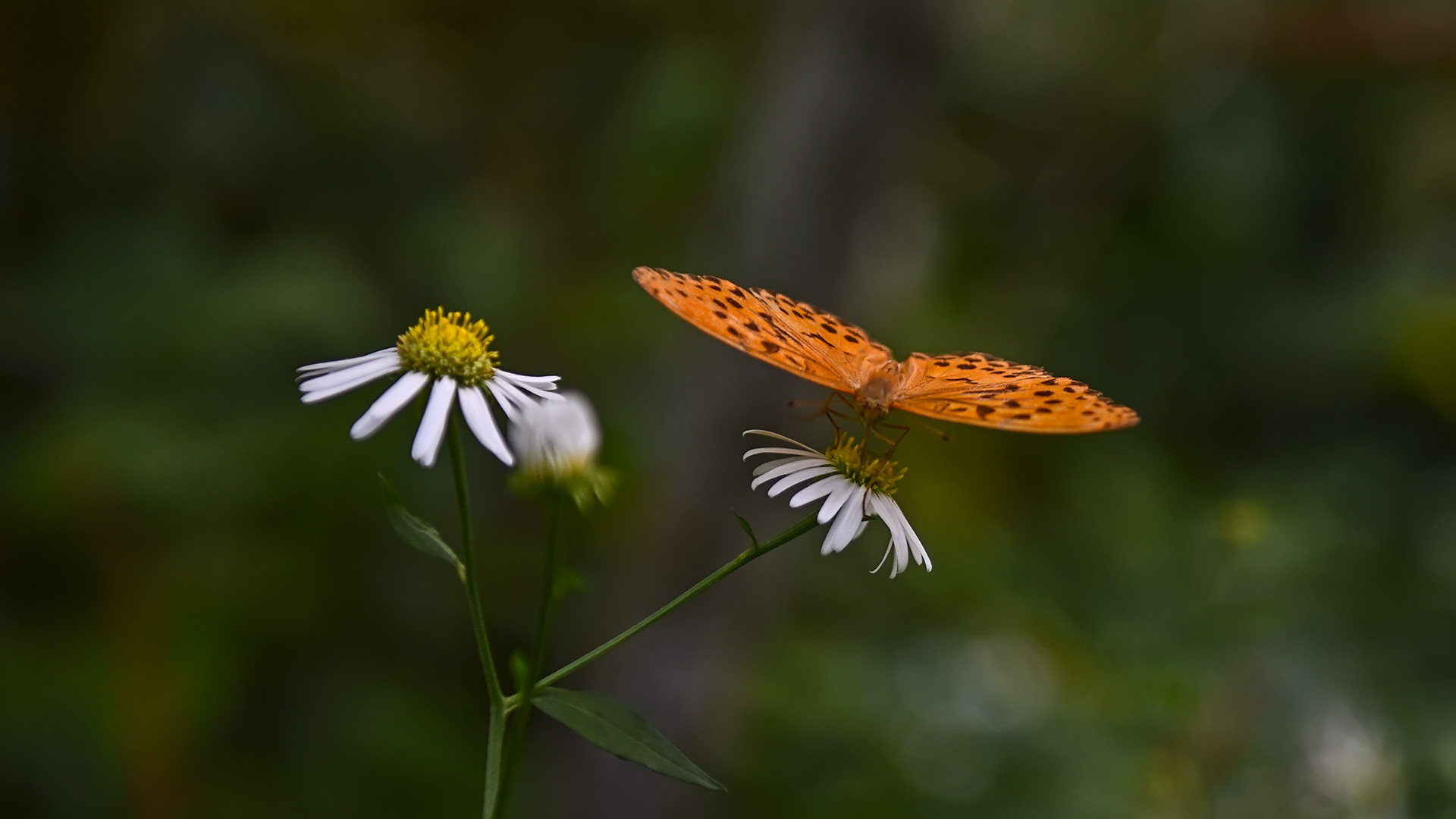 DSC_4890.jpg