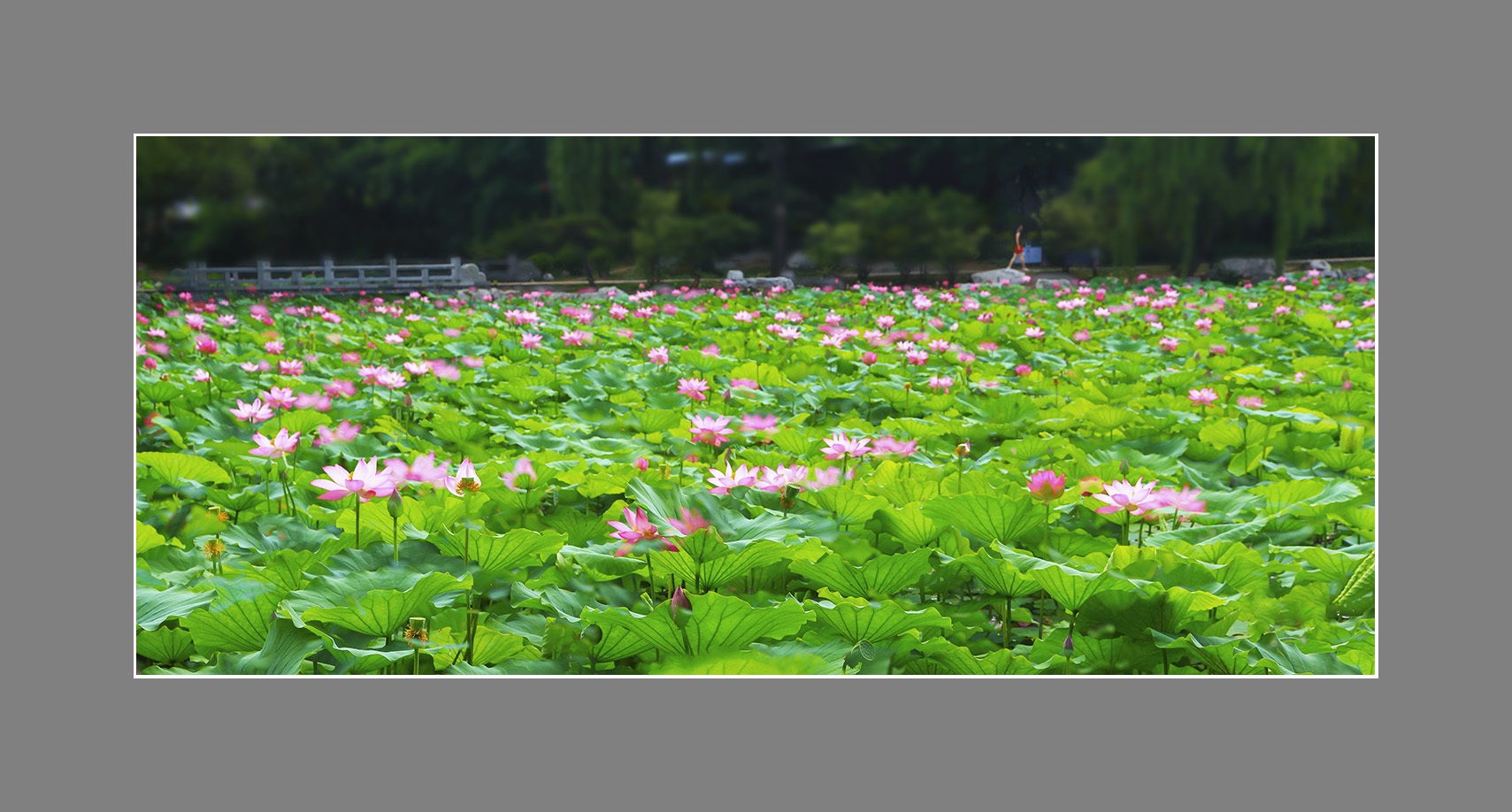 荷塘盛景花如海.jpg