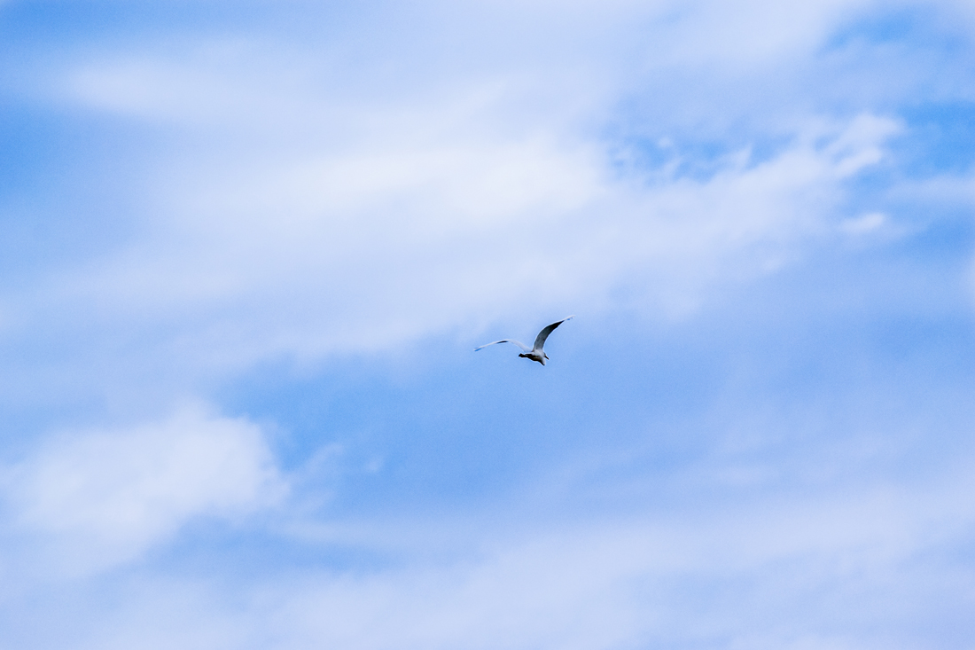 _DSC0142.jpg