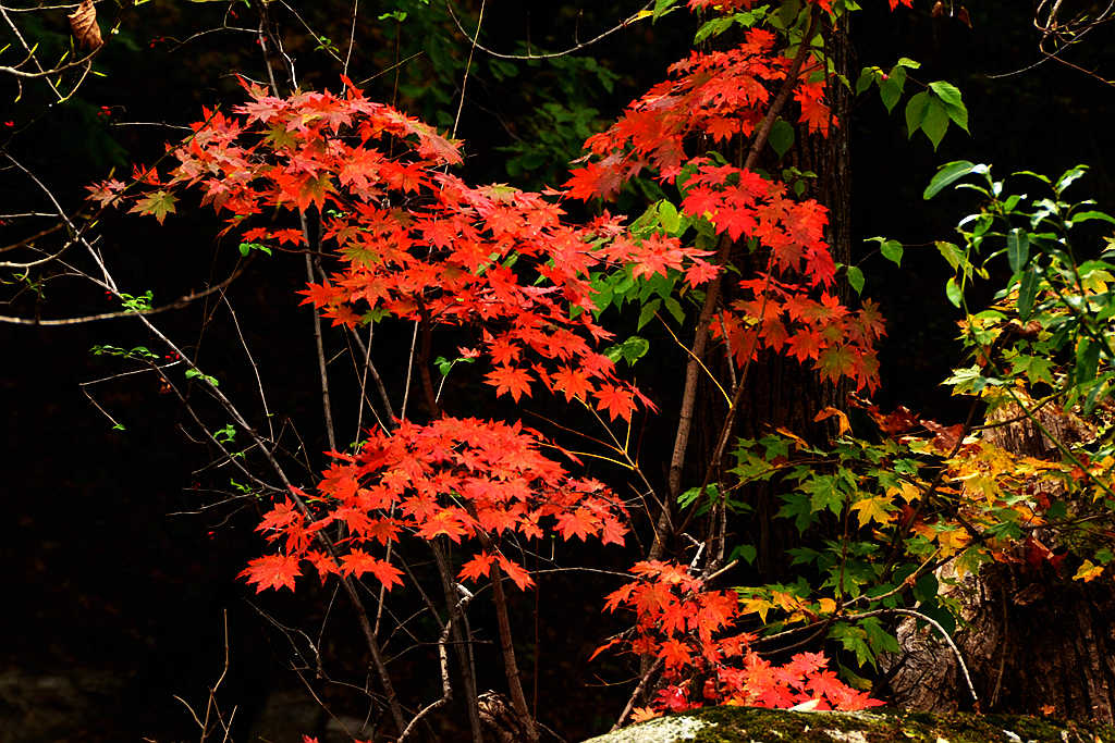 DSC_5036_枫叶枫叶.jpg