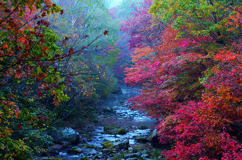 DSC_4850_溪水枫叶.jpg