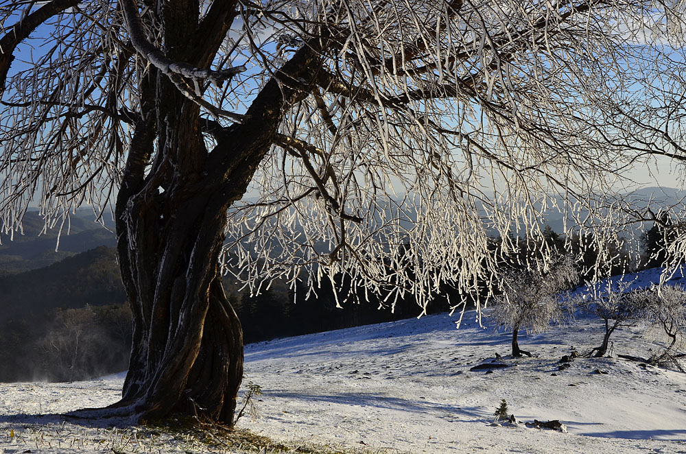_DSC7556x.jpg