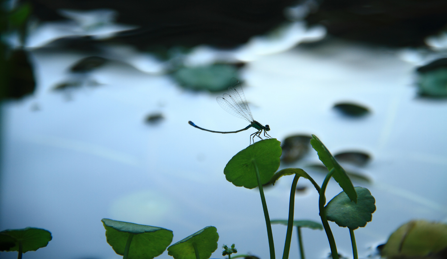 2015081022142562941720.jpg