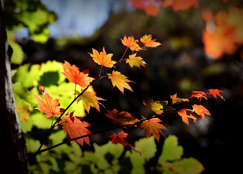 DSC_6959_副本_副本.jpg