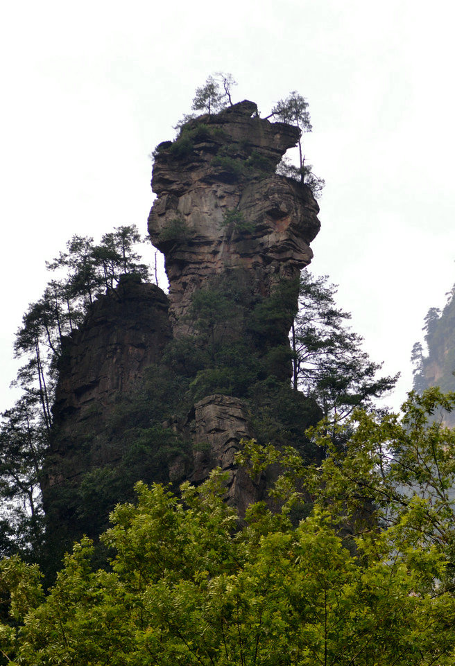 4草药仙DSC_8538.JPG