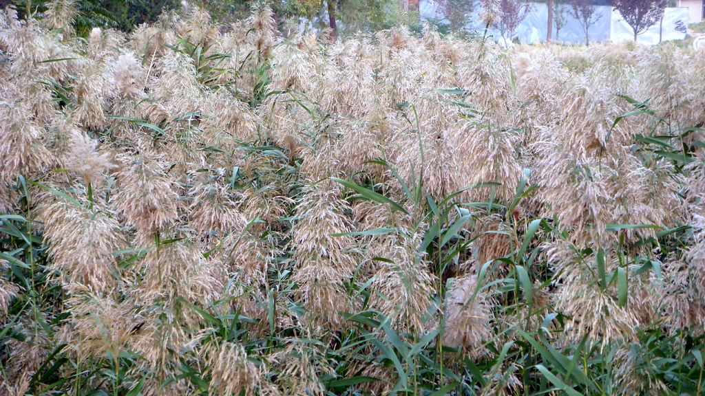 DSC02754.JPG