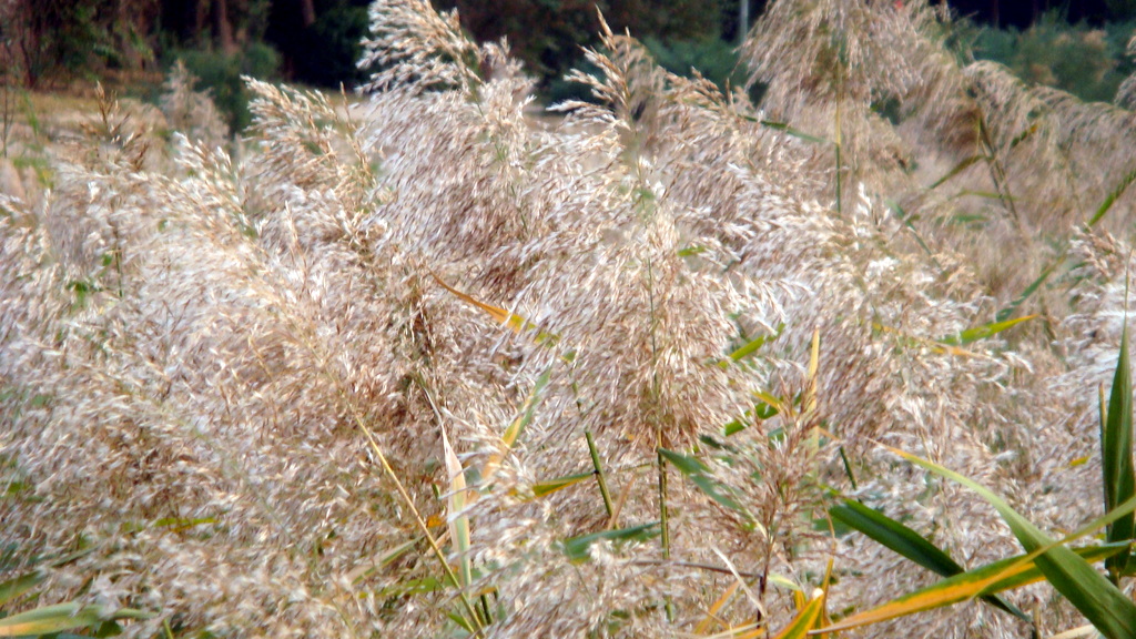 DSC02758.JPG
