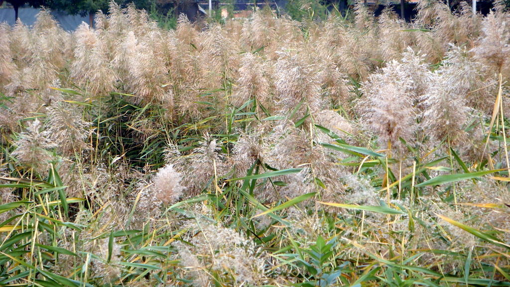 DSC02756.JPG