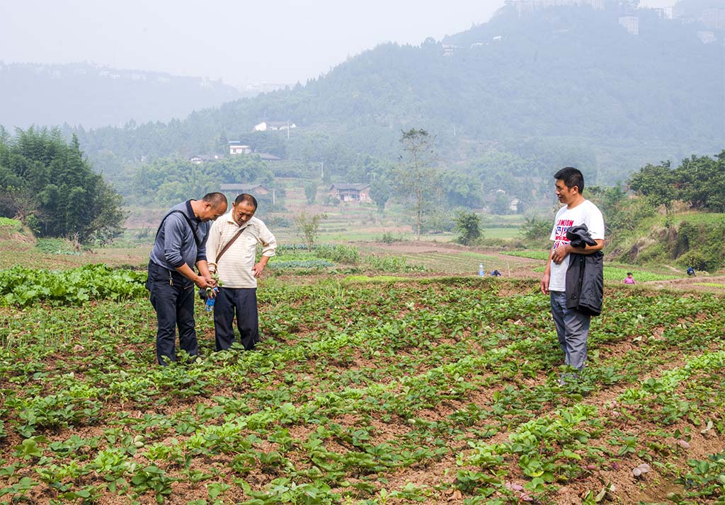 DSC_8255县劳模拔尖人物罗晓君在指导栽植草霉.jpg