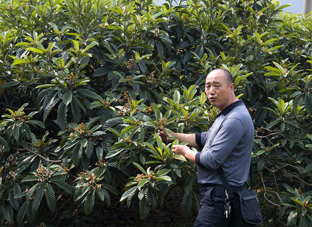 DSC_8300县劳模拔尖人物罗晓君在管理枇杷  .jpg