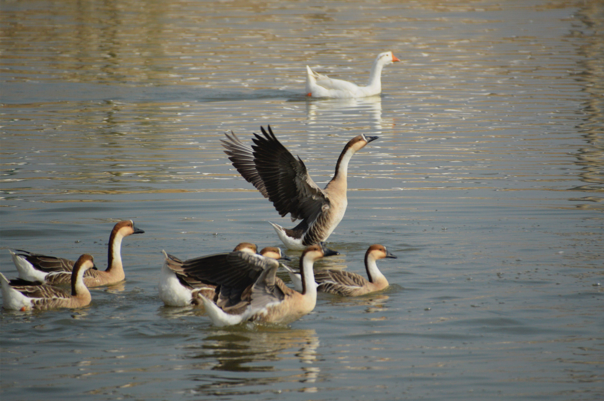 DSC_0111.JPG