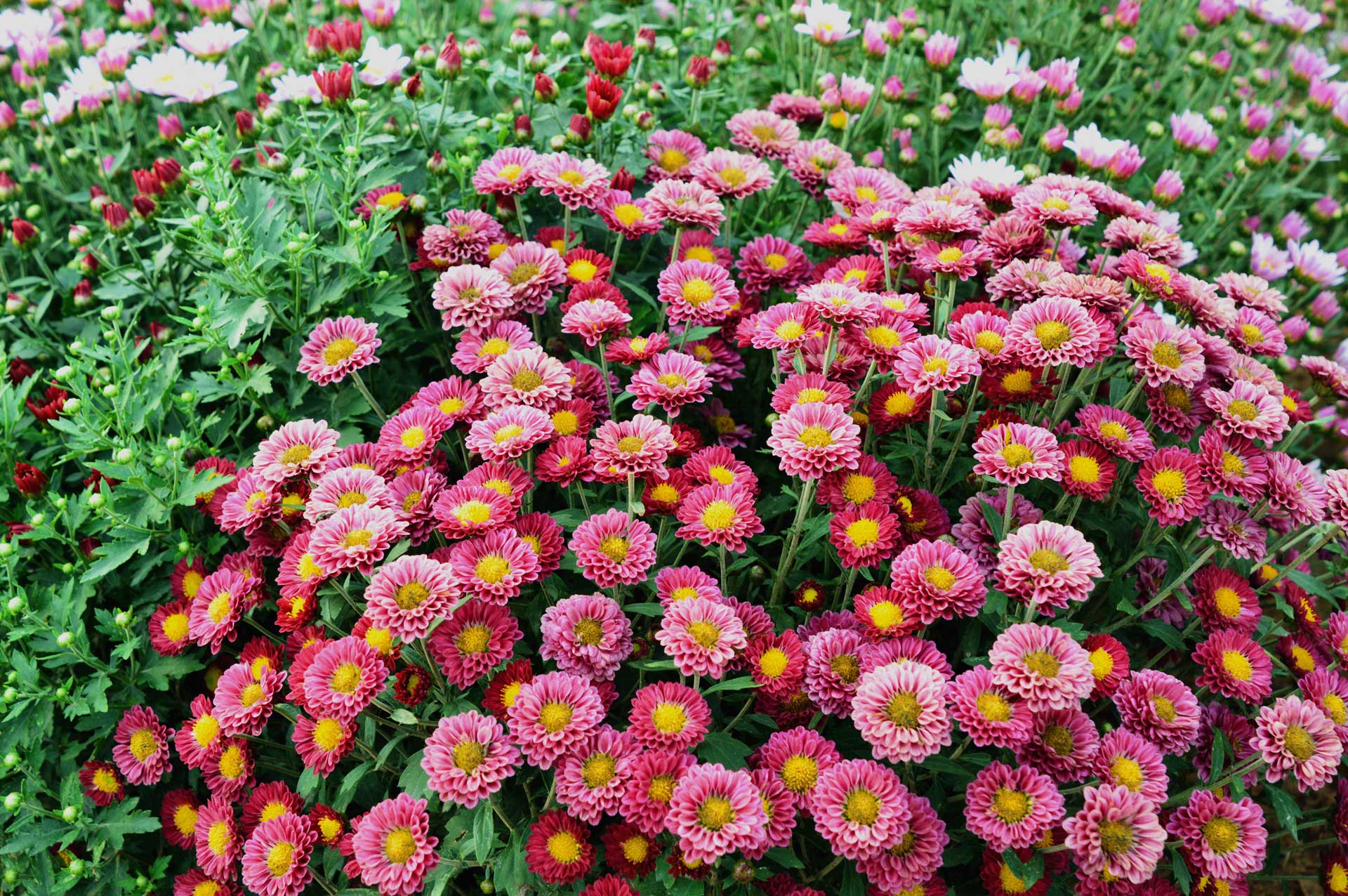 DSC_0055.JPG