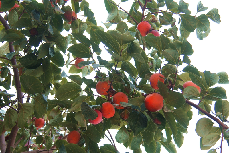 照片 006.jpg