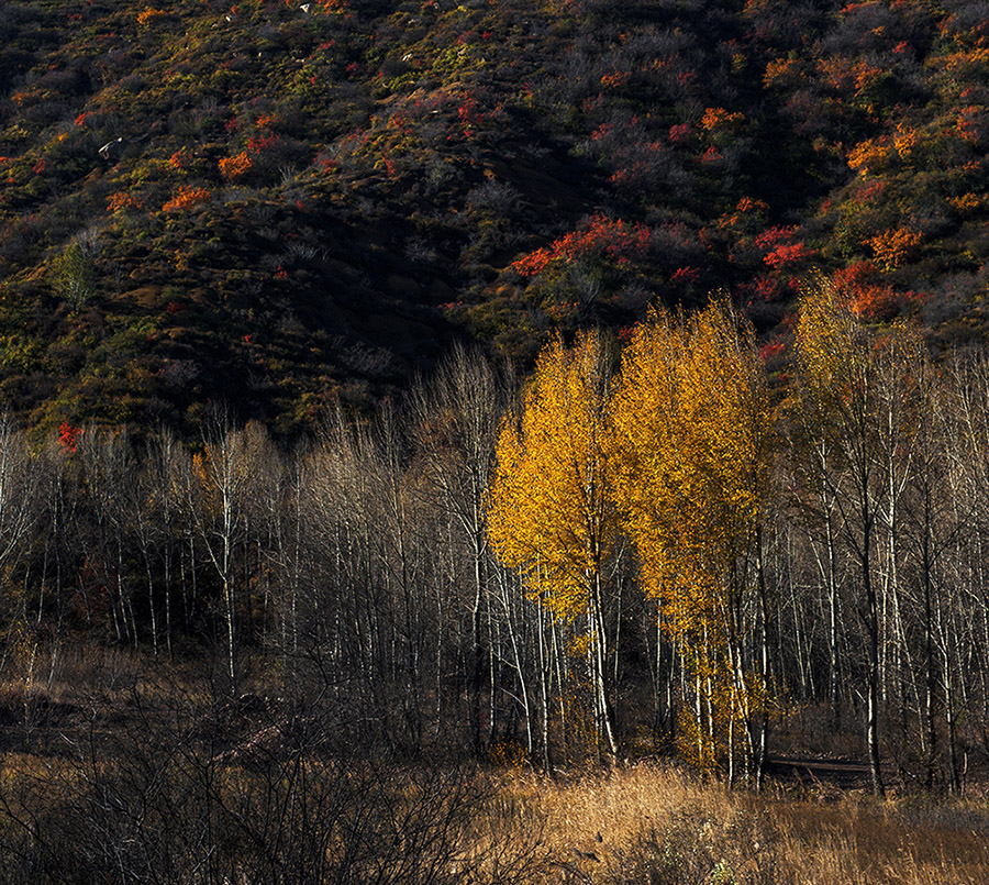 _DSC8090.jpg