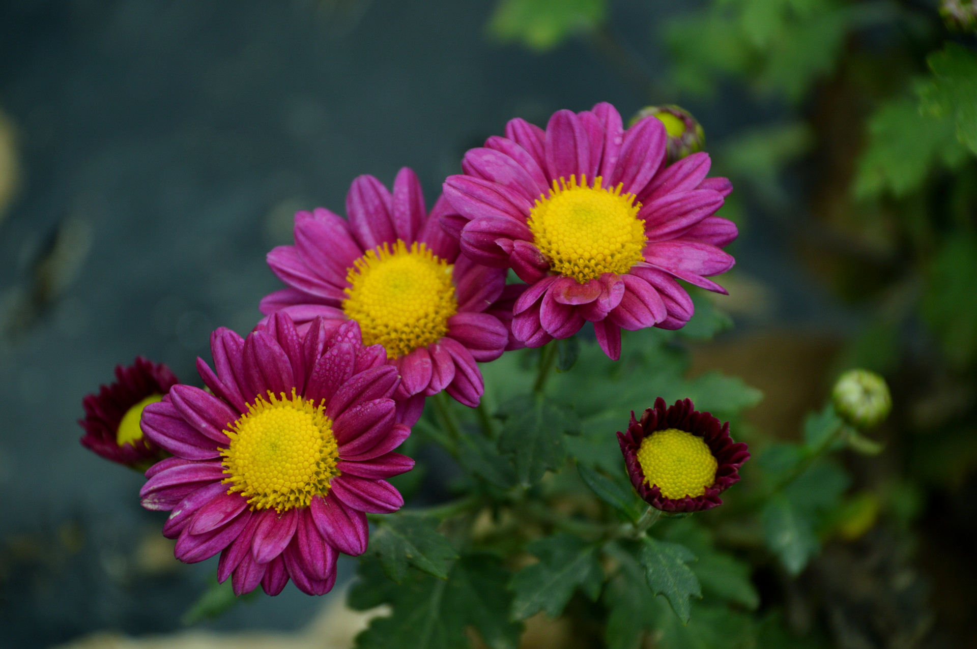 DSC_0368.JPG