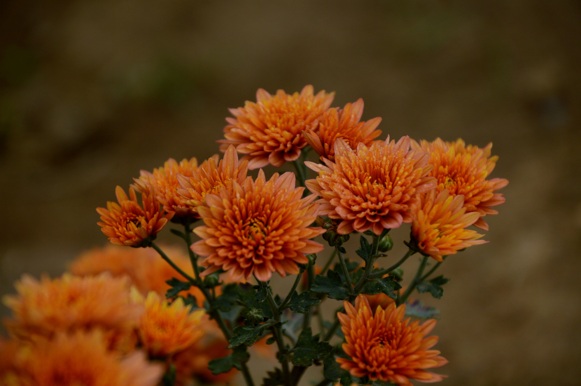 DSC_0335.JPG