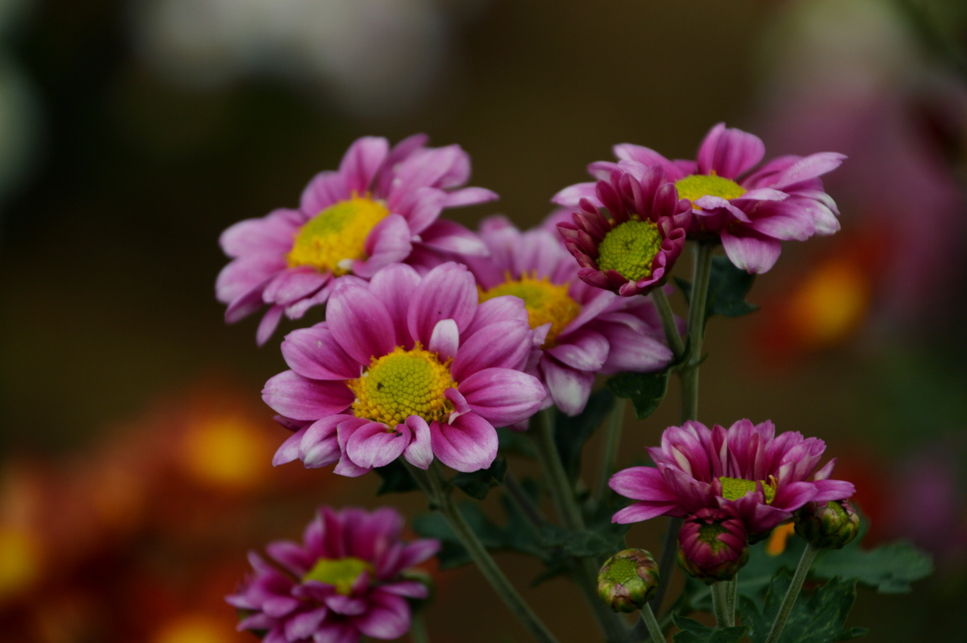DSC_0232.JPG