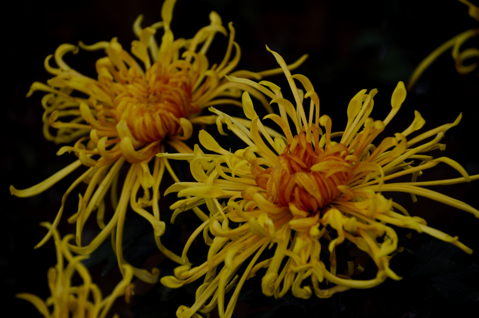 DSC_0201.JPG