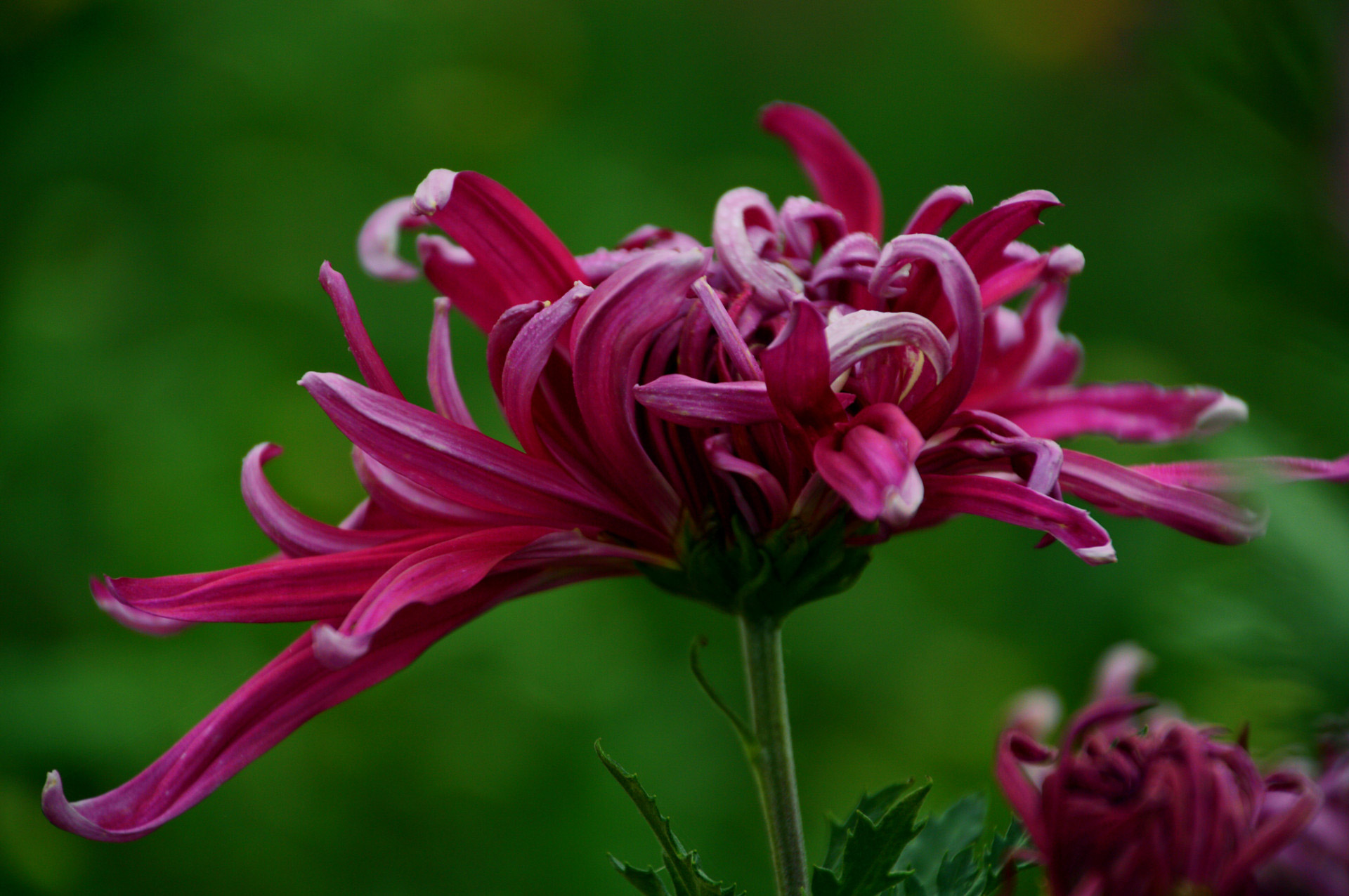 DSC_0116.JPG