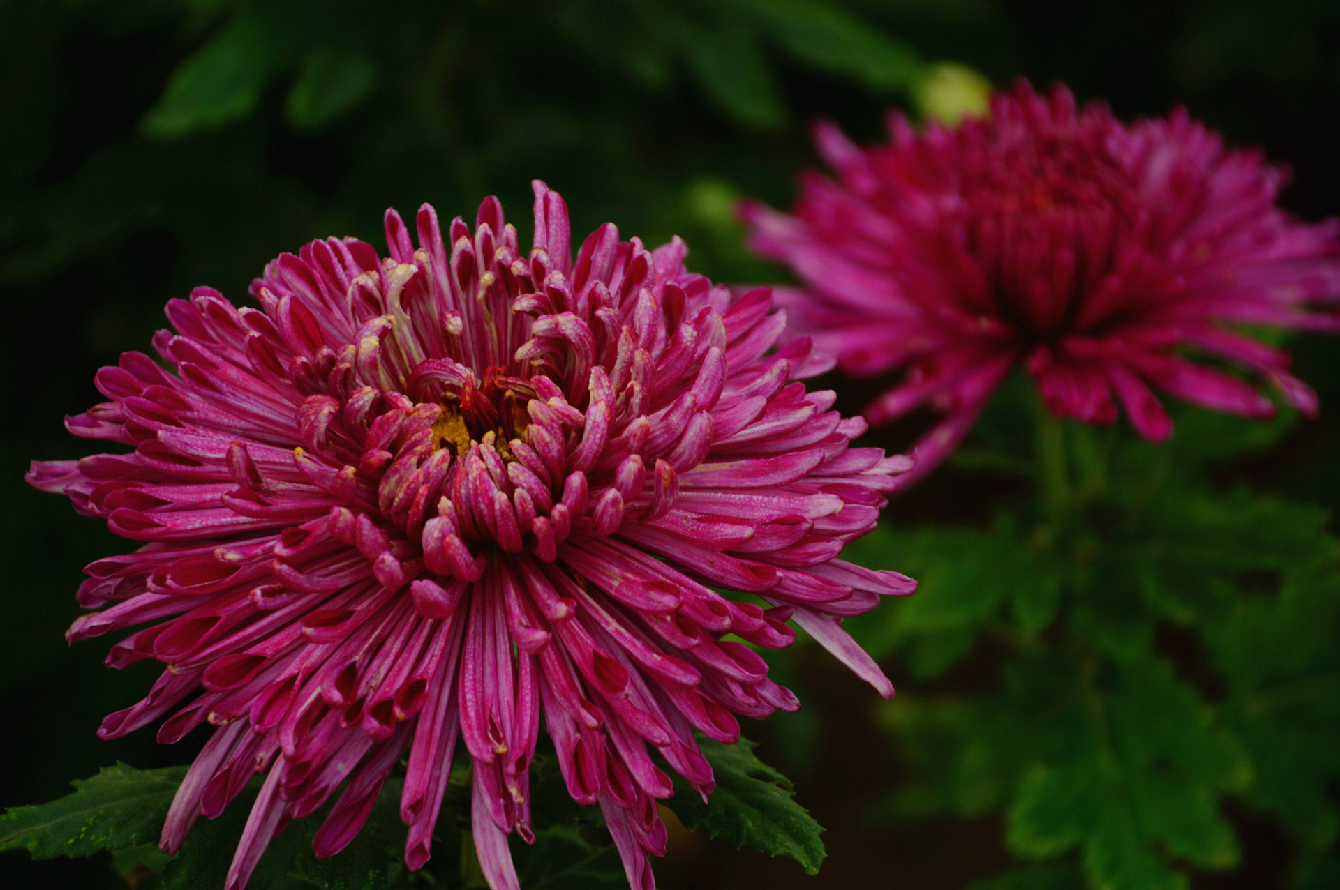 DSC_0106.JPG