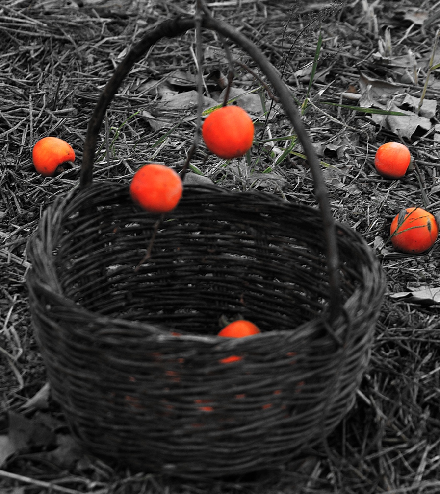 _MG_0100.JPG